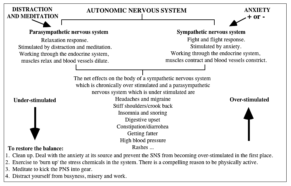 autonomic-nervous-system-explained
