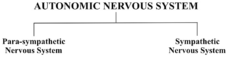 autonomic-nervous-system