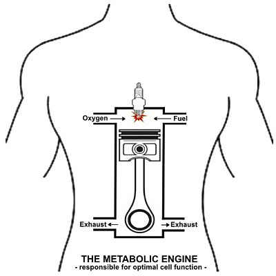 metabolic-engine