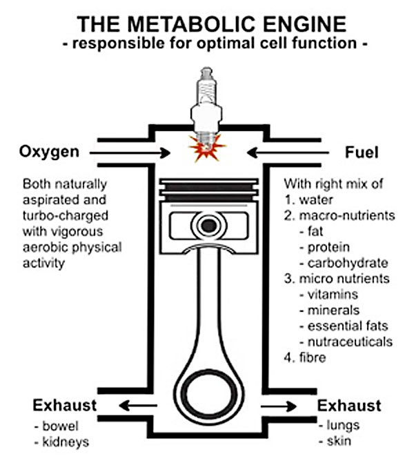 the-metabolic-engine