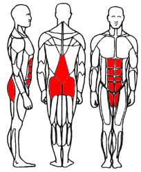 the muscles used in sitting