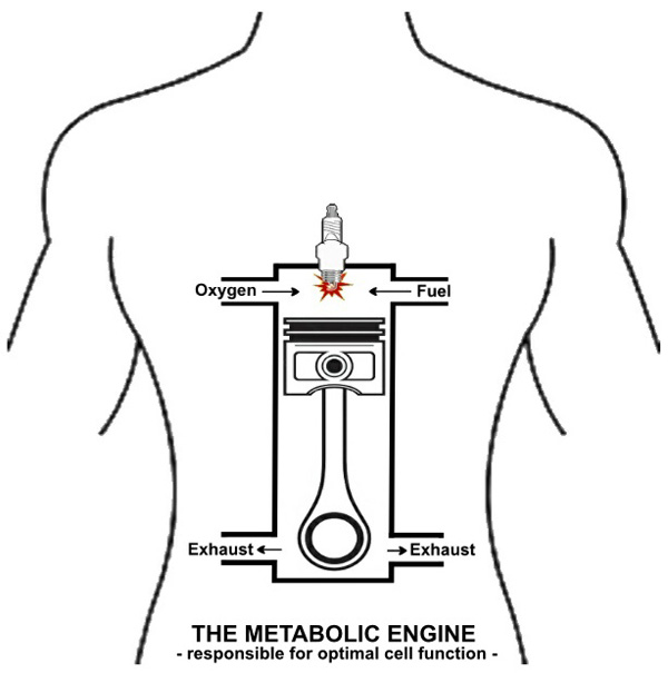metabolic-engine